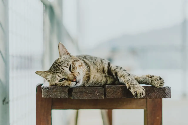 고양이 변비 증상 원인 치료방법