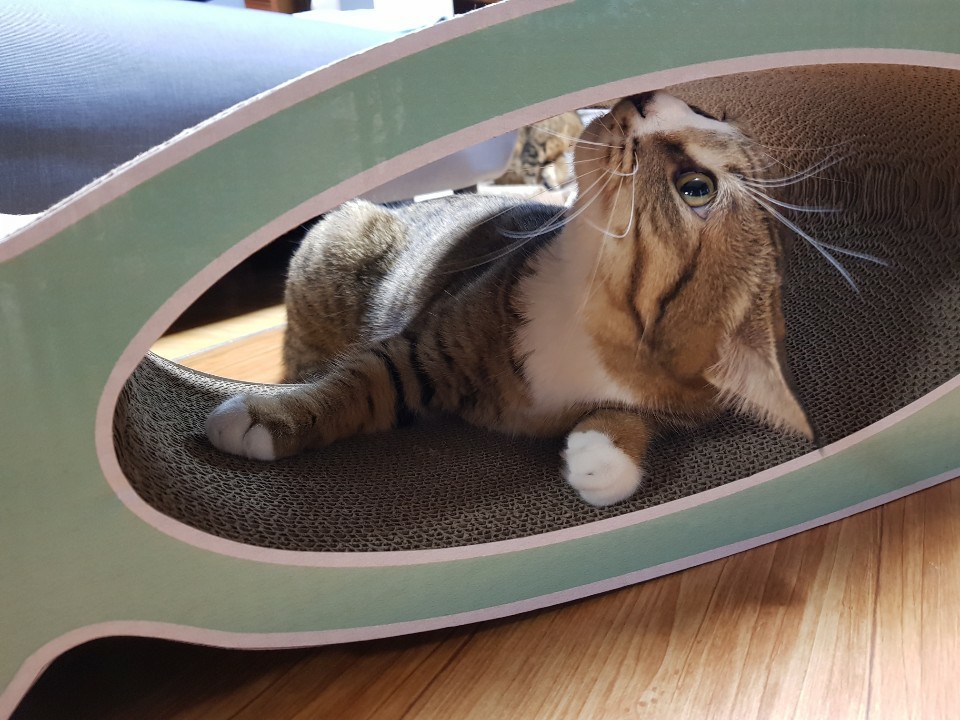  고양이 발톱 긁기 왜? 고양이 스크래쳐로 해결하세요~!