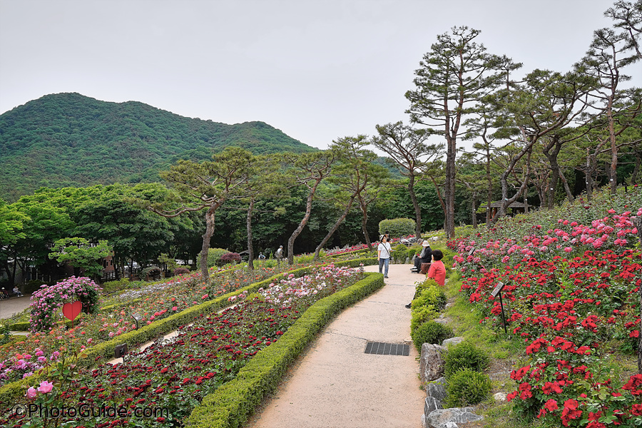 계양산장미원