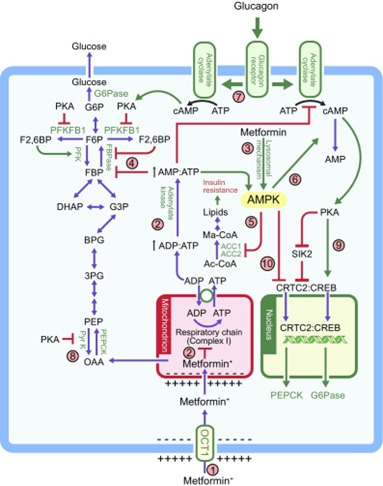 Metformin 수송 및 작용