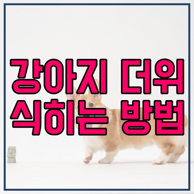  강아지 더위 식히는 방법 여름철 반려견 관리 188