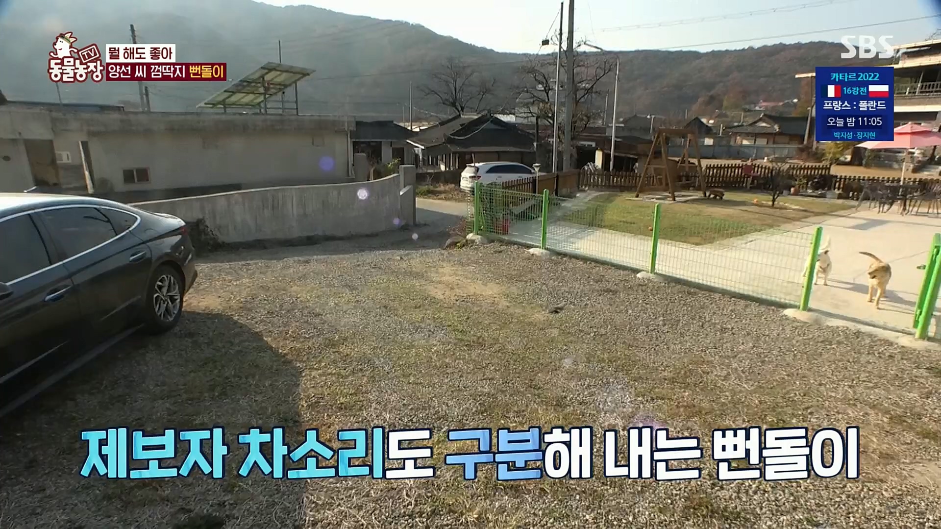 TV 동물농장.E1098.221204p.H264-F1RST.mp4_20221204_175403.367.jpg