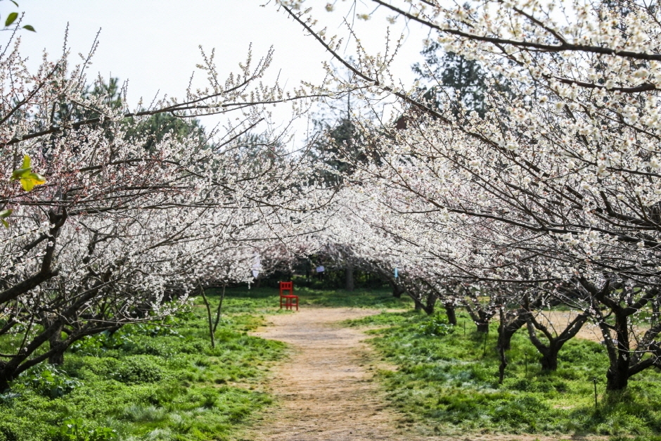 봄 축제 일정 Hueri 3