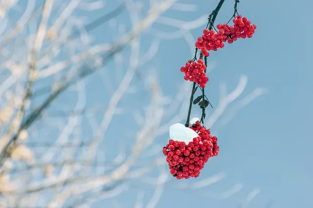 마가보감 가격 정보 및 효능 8가지 효과적 섭취법 알아보기_2