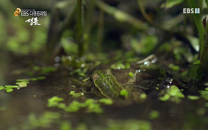 EBS 다큐프라임_ 220628.avi_20220629_205552.166.jpg