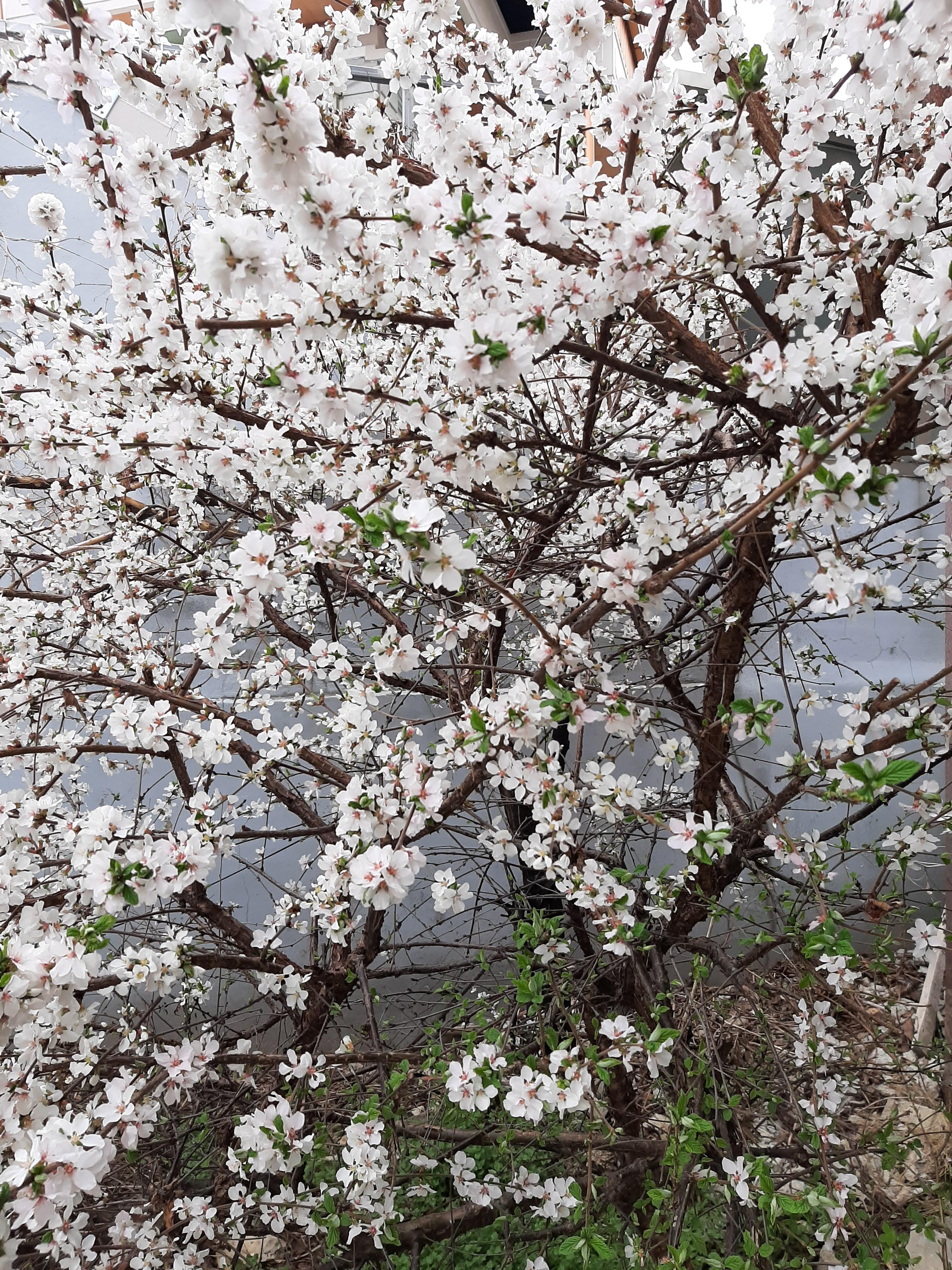 봄꽃 목련과 벚꽃이 한창입니다 / 꽃길만 걸으면 (03/23/22) 4