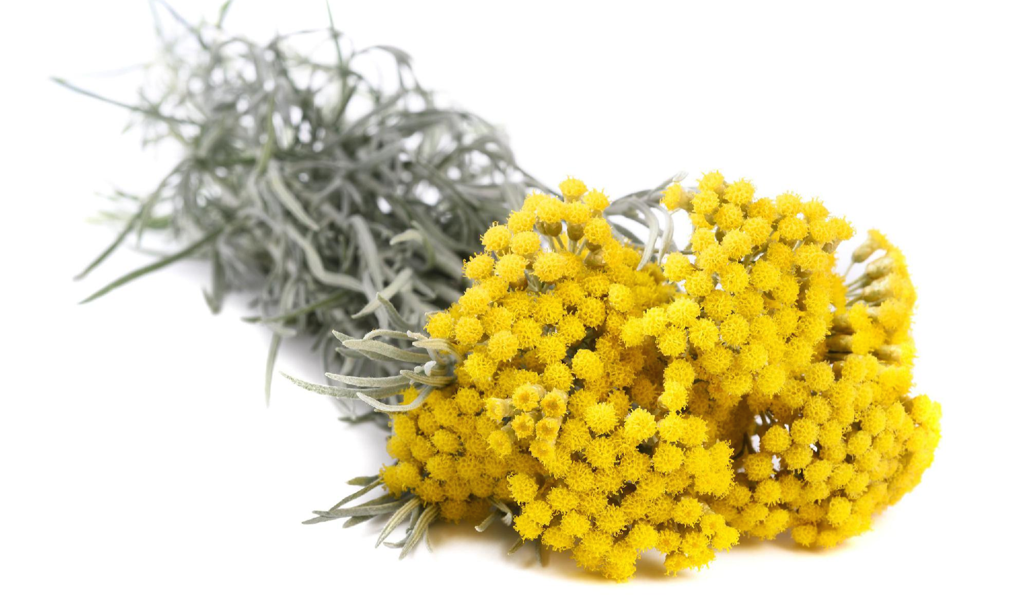  피부, 내장, 심장에 효과적인 헬리크리섬(Helichrysum) 에센셜 오일