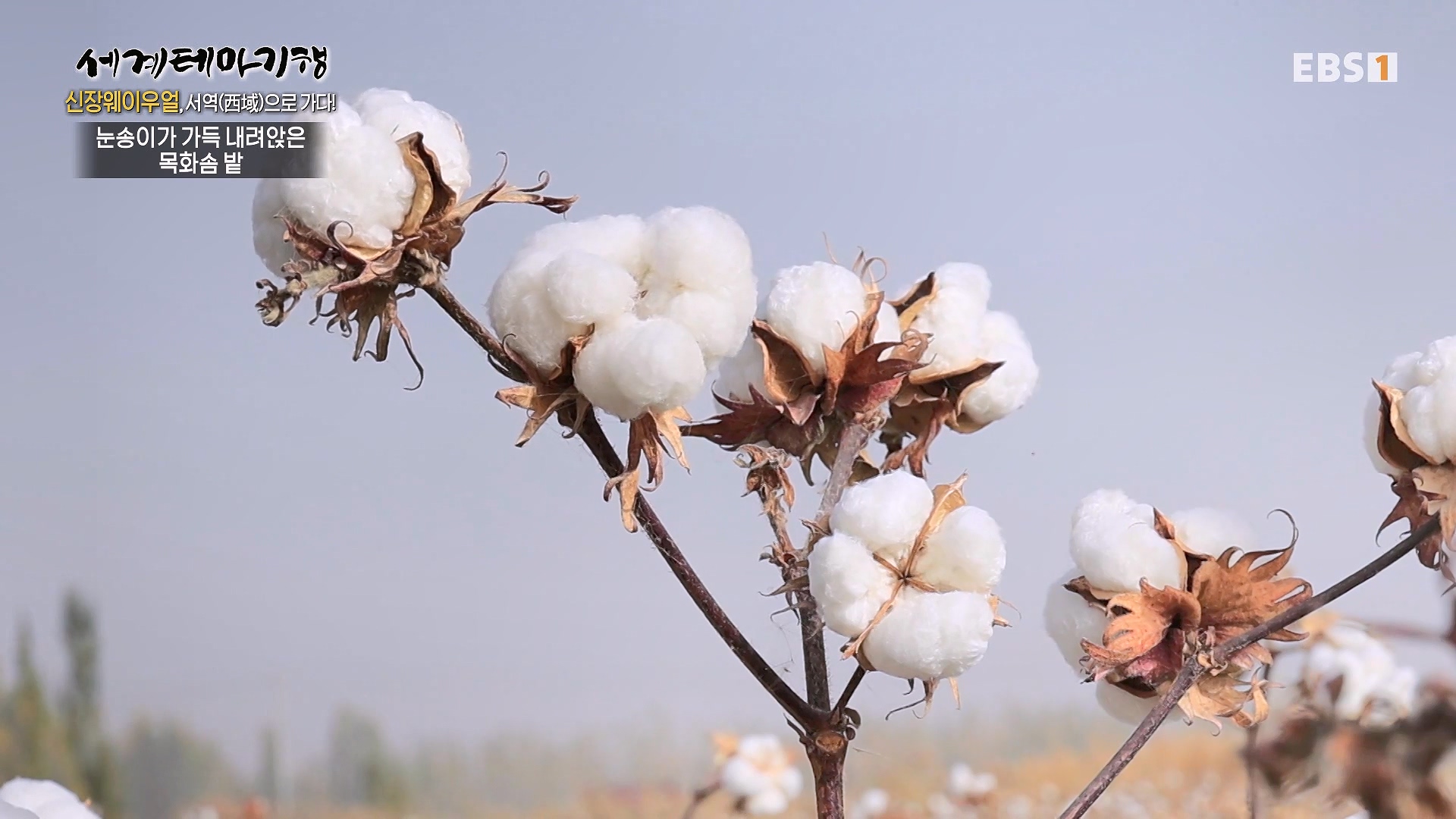 세계테마기행 240103 신장웨이우얼, 서역(西域)으로 가다! -가자! 타클라마칸으로0p.mp4_20240710_203156.253.jpg