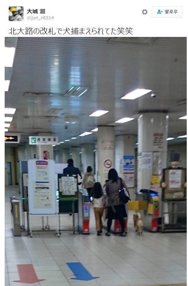  일본 지하철에서 당당하게 무임승차 시도하다가 걸린 시바견