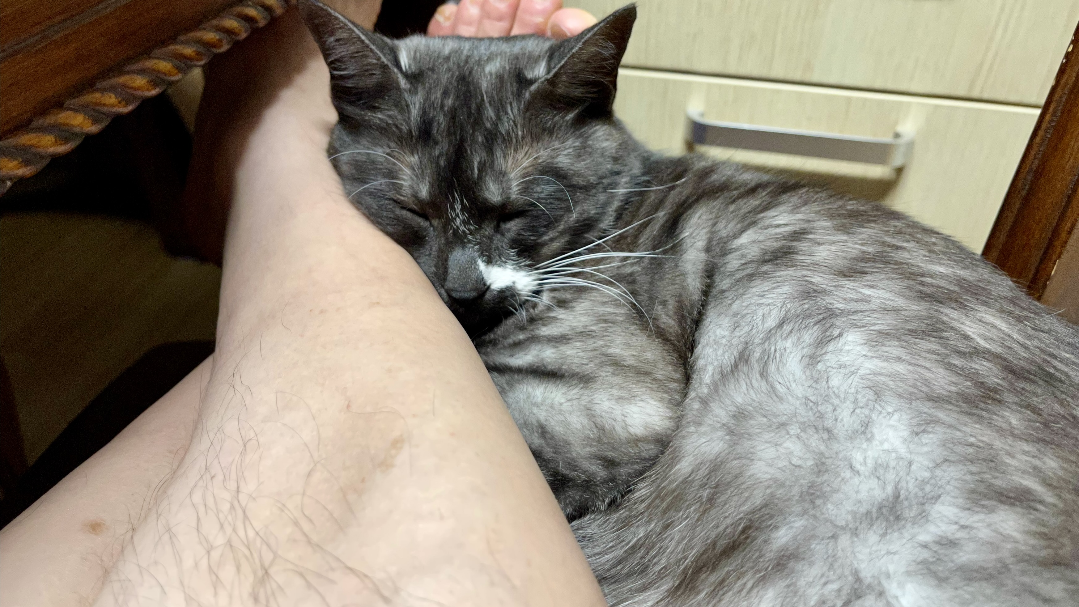 냥이_20220303 54