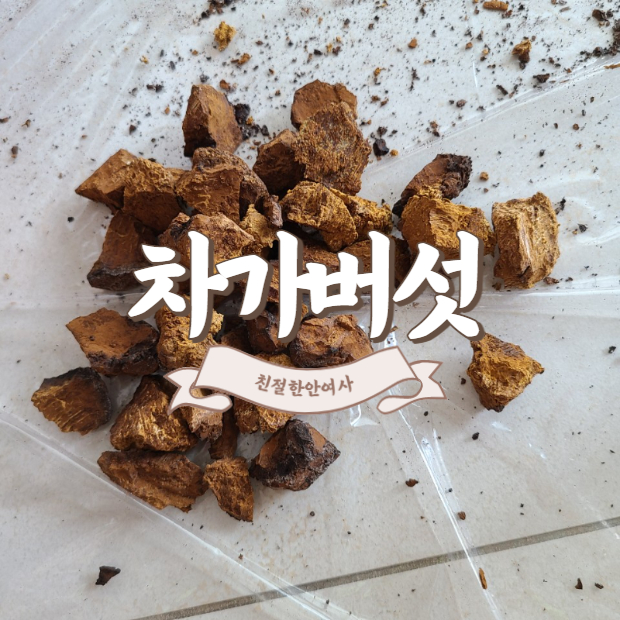  차가버섯 효능 부작용 & 끓이는 법 ( ft. 달임건강포트 )