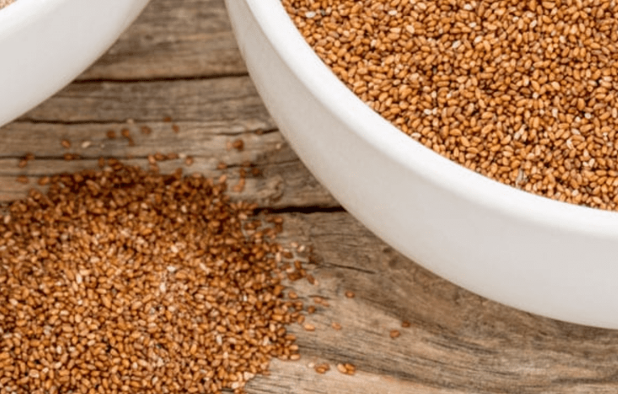 必須アミノ酸:猫にとってタウリンがいかに重要か