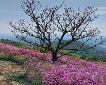 황매산 철쭉축제_24