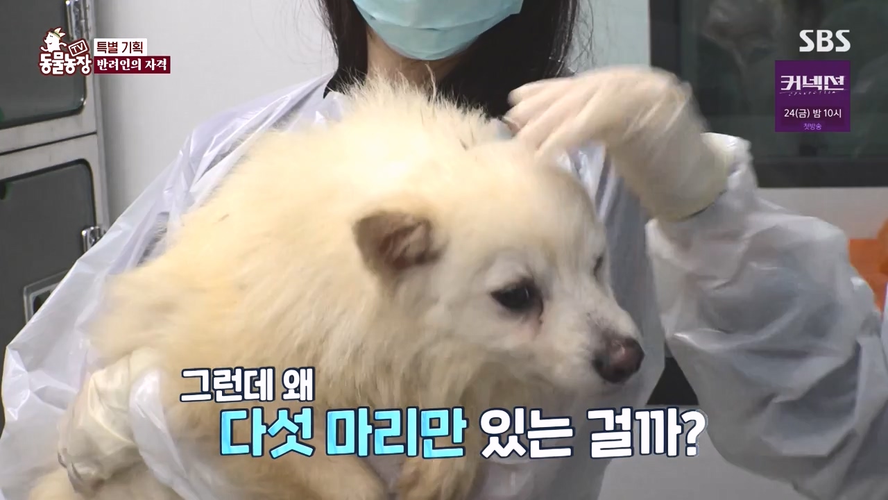 TV 동물농장.E1171.240513p-NEXT.mp4_20240512_163354.073.jpg