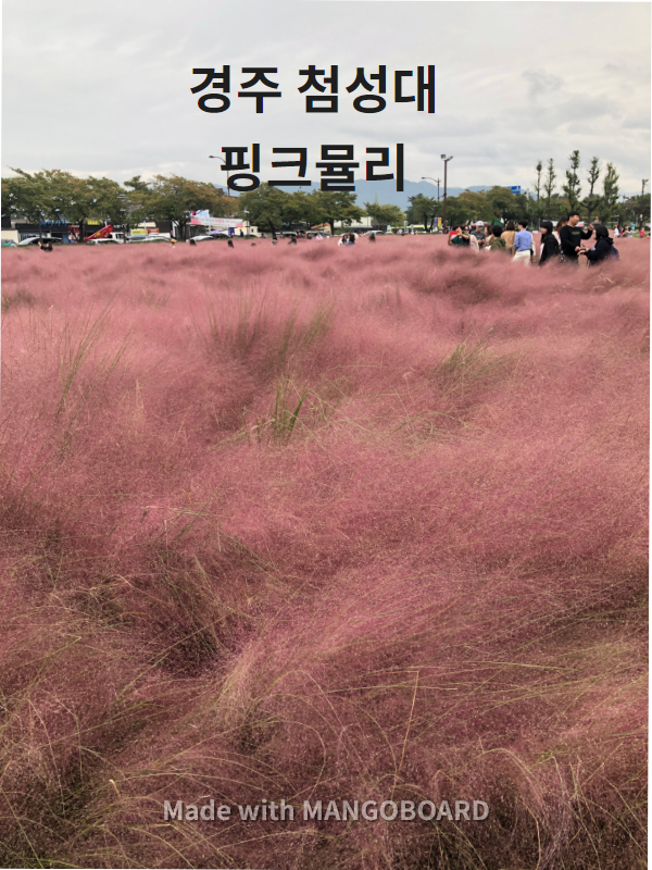  경주 핑크뮬리가 있는 곳 첨성대를 가다.