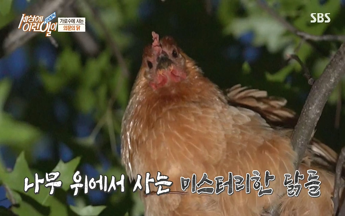 순간포착 세상에 이런일이.E1182.220532p-NEXT.mp4_20220601_173144.589.jpg