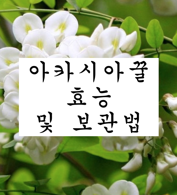  아카시아꿀 효능 및 보관법