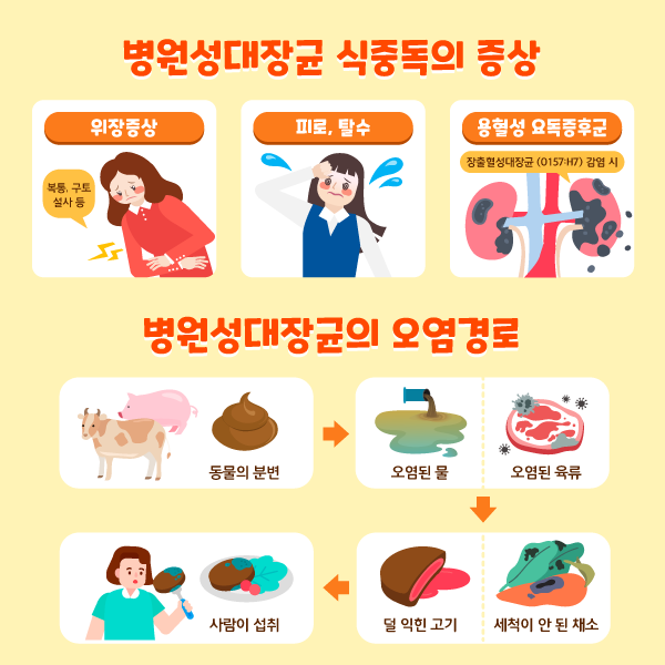여름철-식중독-병원성대장균-증상-오염경로