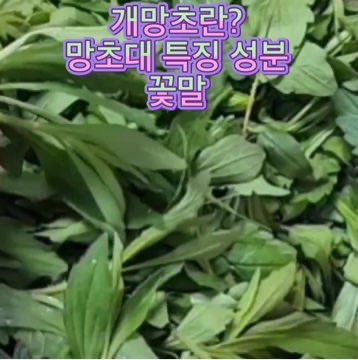 개망초-망초대-성분-꽃말