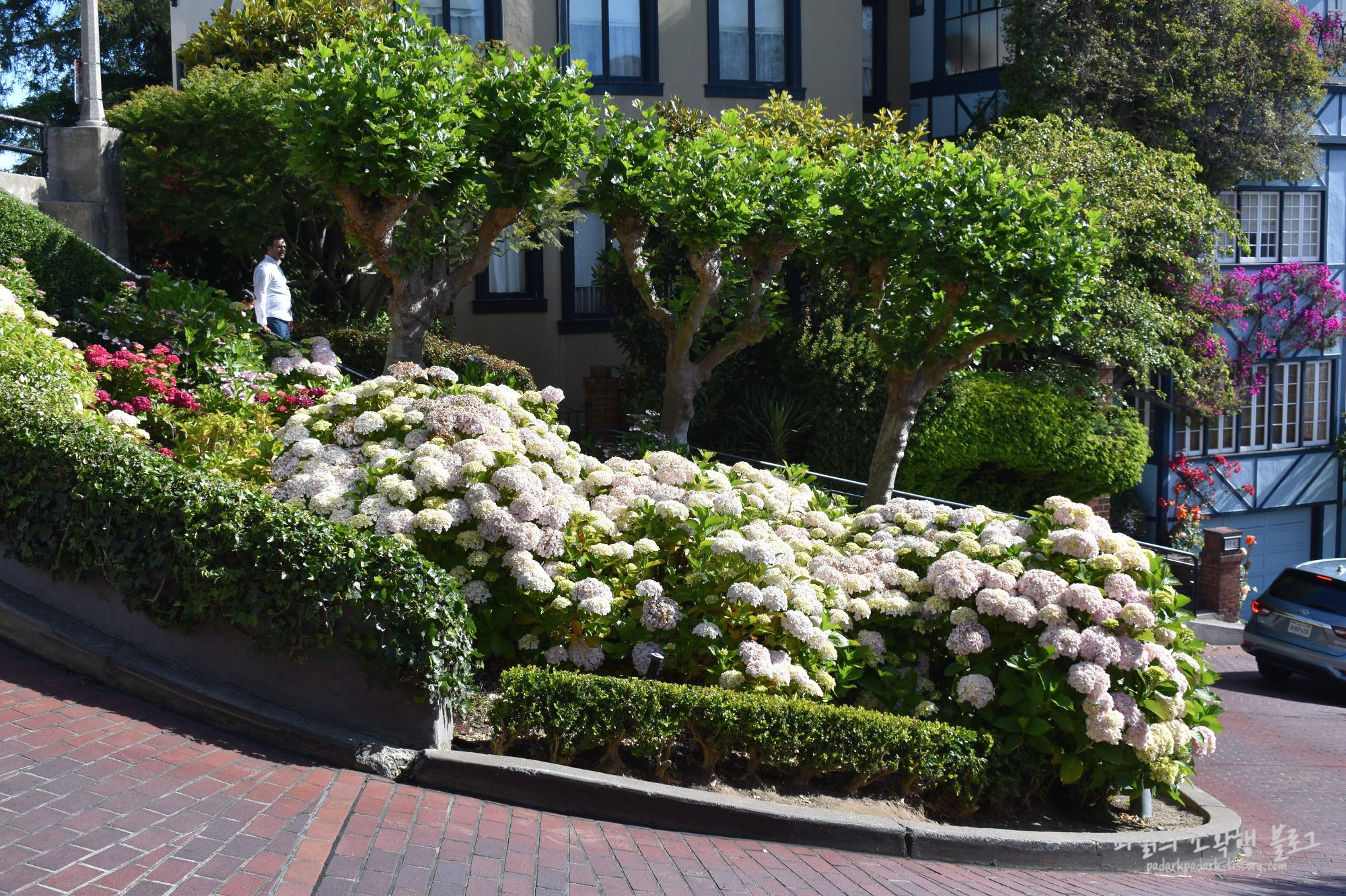 Lombard st, 수국