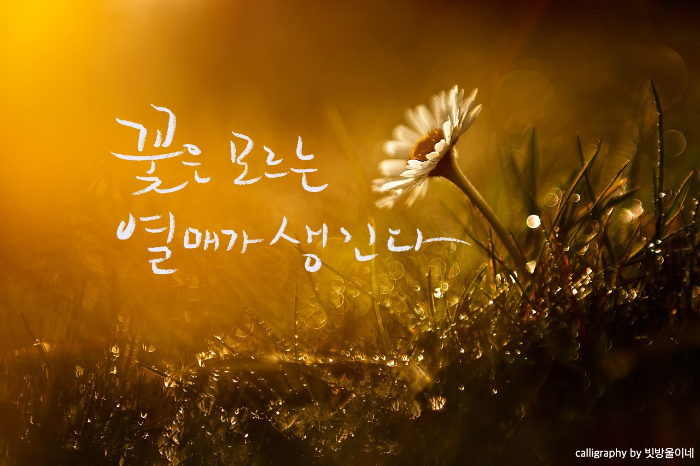 박진규시꽃처럼중에서
