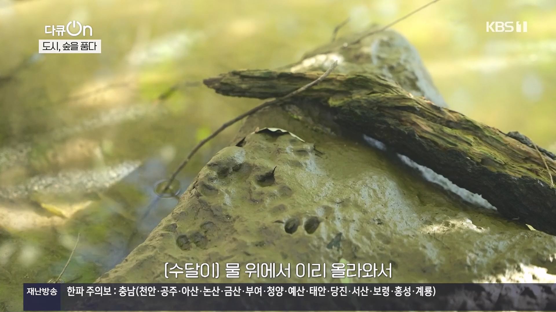 다큐 On.E232.231216p.H264-F1RST.mp4_20231220_212230.260.jpg