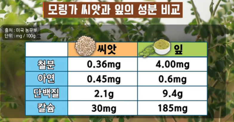 모링가 효능에 따른 여러가지 효과들