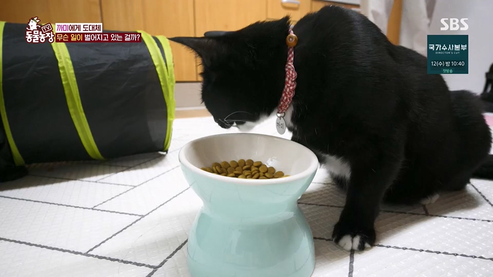 TV 동물농장.E1128.230709p.H264-F1RST.mp4_20230709_183543.759.jpg