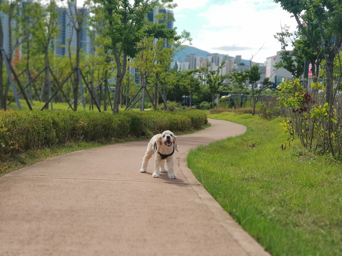 개에 대한 20가지 소소한 정보
