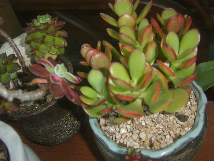 봄처럼 화사한 나의 놀이터 배란다정원 12