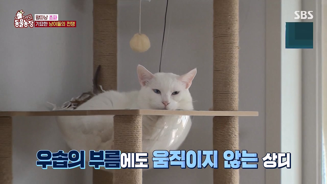 TV 동물농장.E1137.230911p-NEXT.mp4_20230910_183217.118.jpg