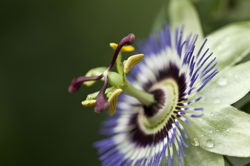 시계꽃( Passiflora caerulea)