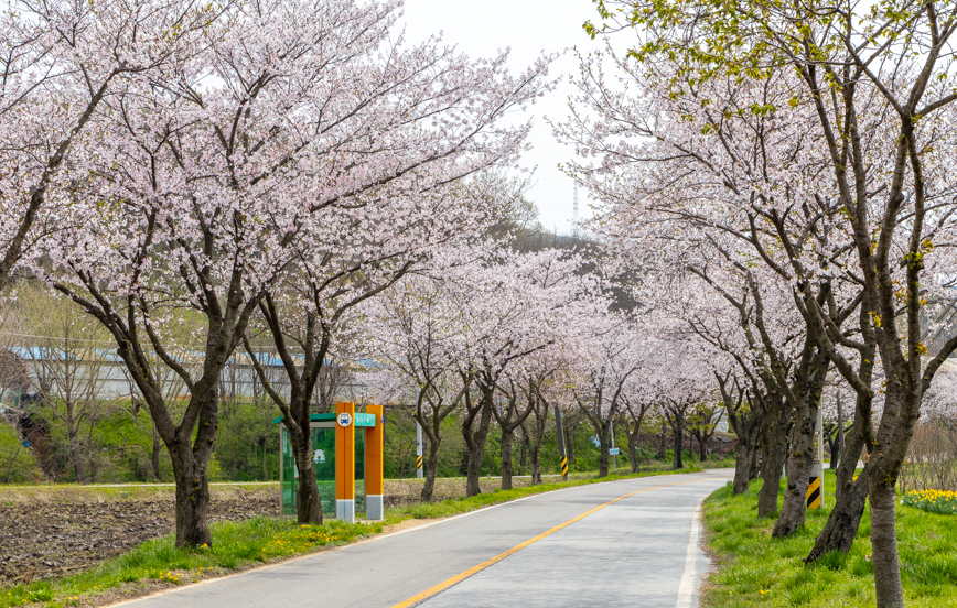 수선화 &amp; 벚꽃