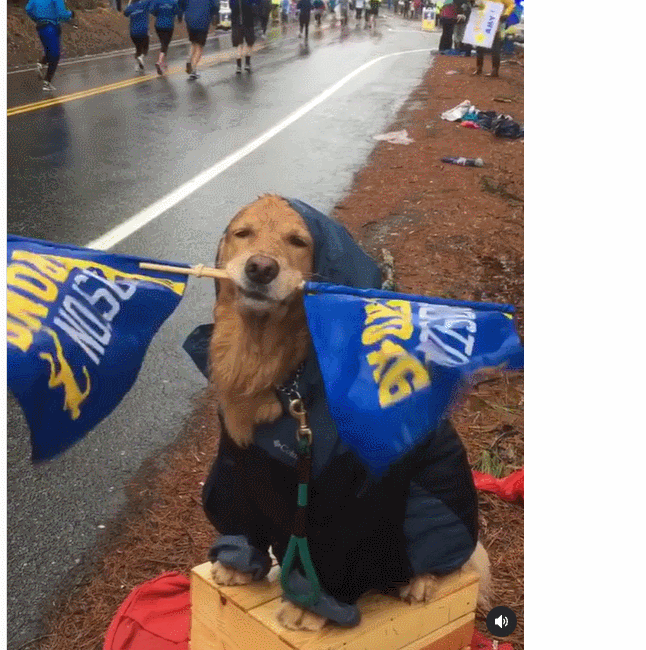  "우리는 보스턴 스트롱입니다"...종양 극복하고 마라톤 치어리더 재기한 리트리버 VIDEO: Golden Retriever Returns as Boston Marathon Cheerleader After Surviving Tumor