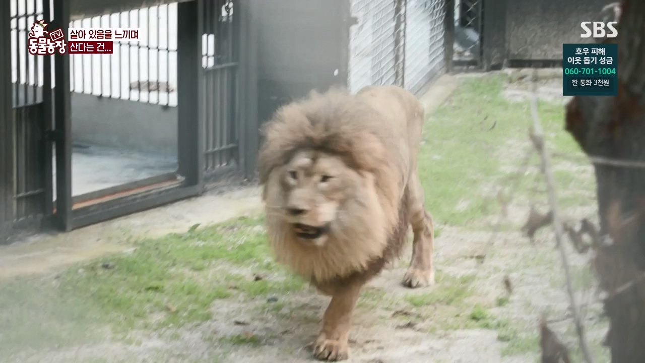 TV 동물농장.E1131.230731p-NEXT.mp4_20230730_191005.423.jpg