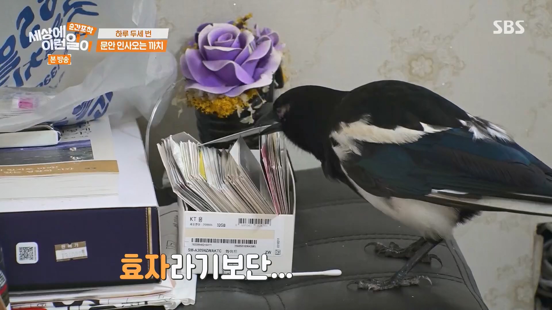 순간포착 세상에 이런일이.E1245.230909p.H264-F1RST.mp4_20230910_171523.890.jpg