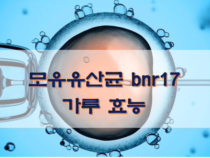  모유유산균 bnr17 가루 효능