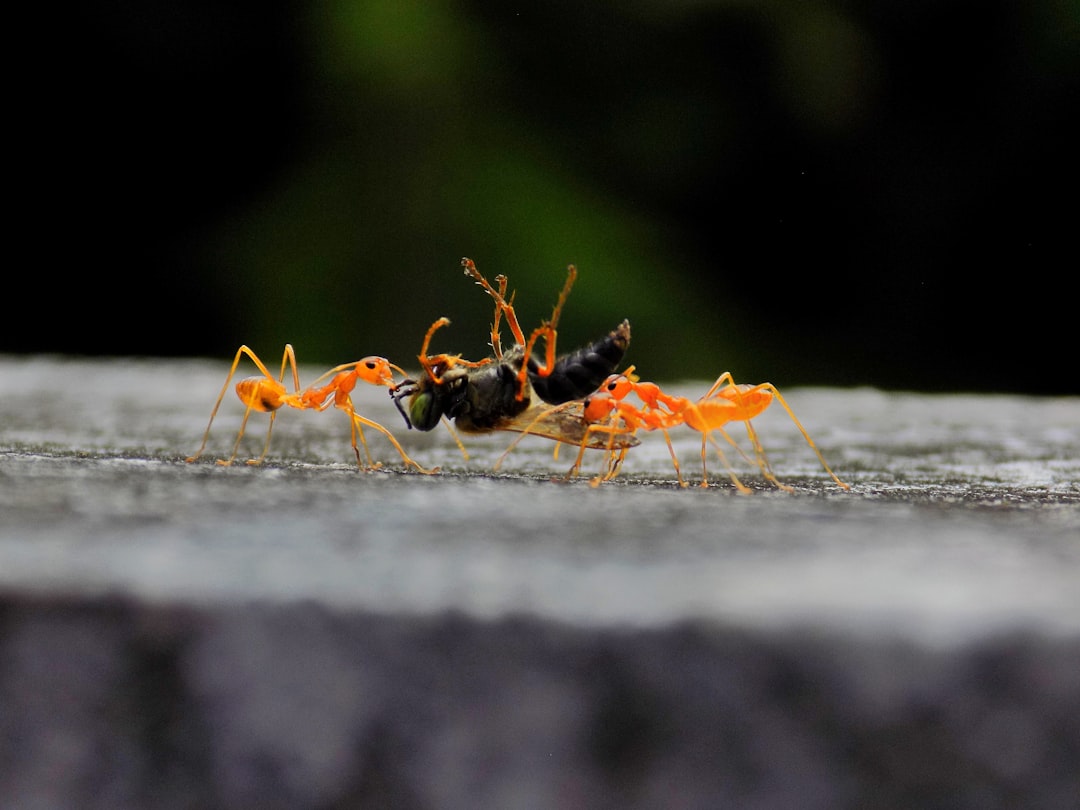 Creatures