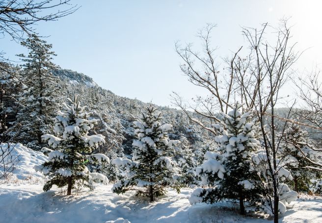 화천 산천어축제 입장료(무료입장) 예약 주차장 준비물