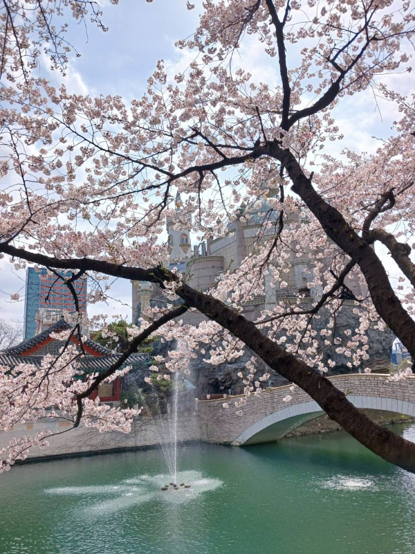 벚꽃 뒤 매직아일랜드