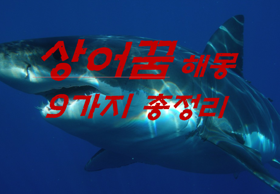  상어꿈 해몽 9가지 총정리