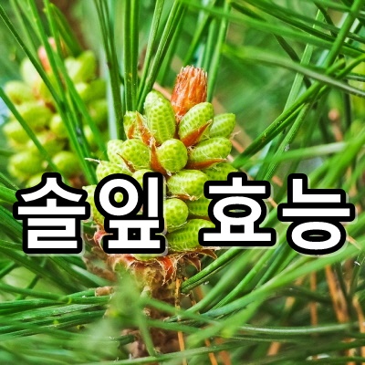  솔잎 효능