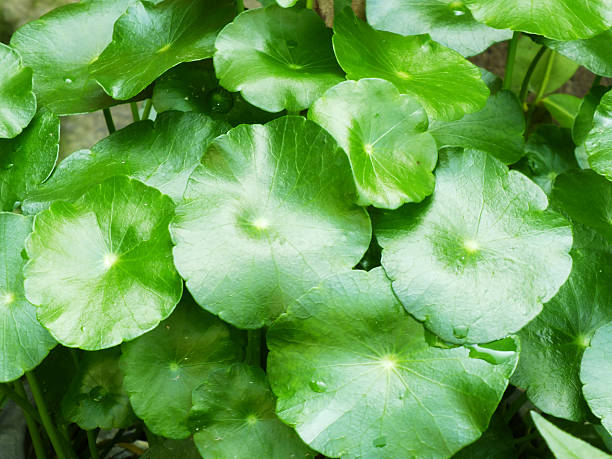고투 콜라(gotu kola) 효능