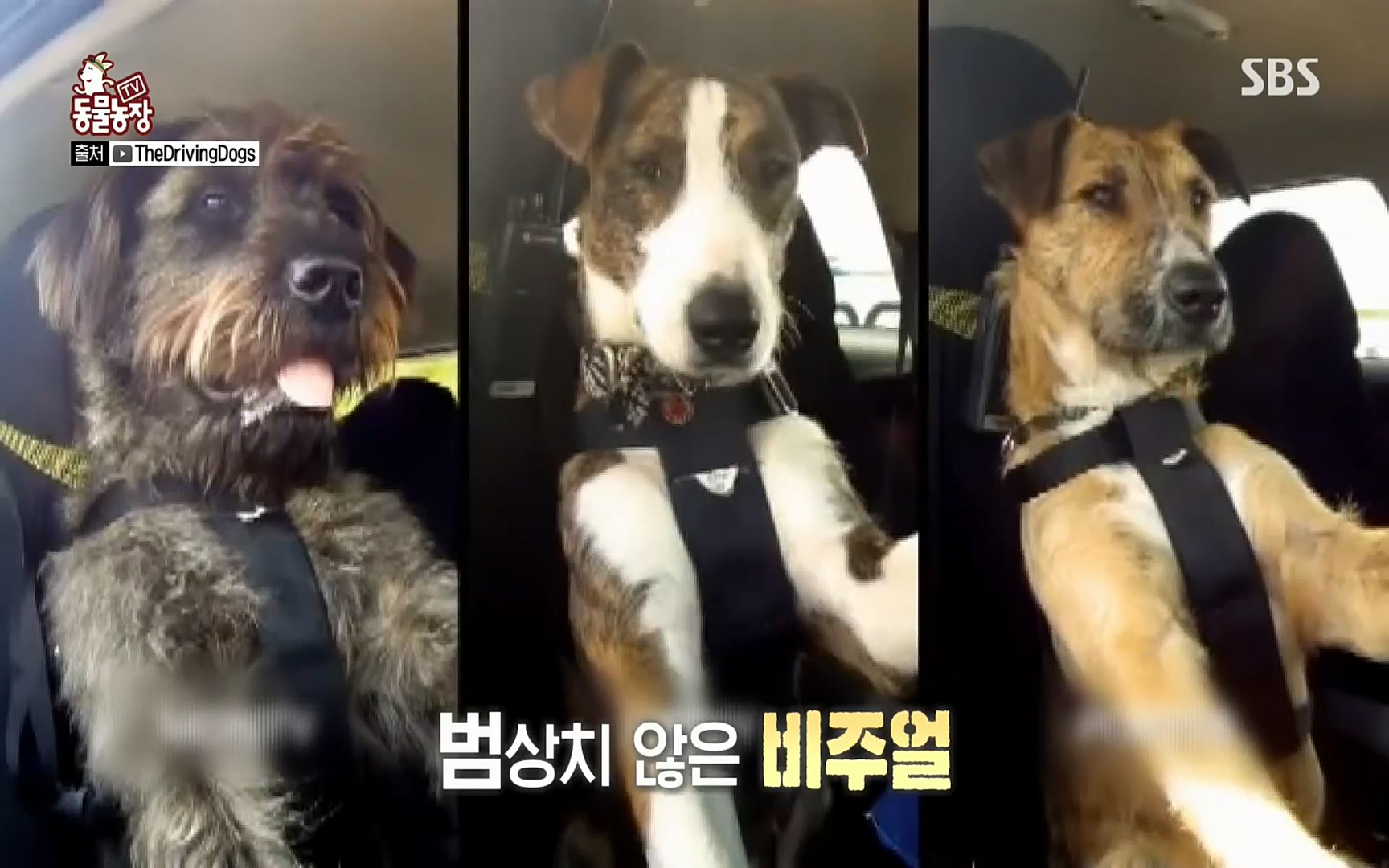TV 동물농장.E1074.220619p.H264-F1RST.mp4_20220619_175814.704.jpg