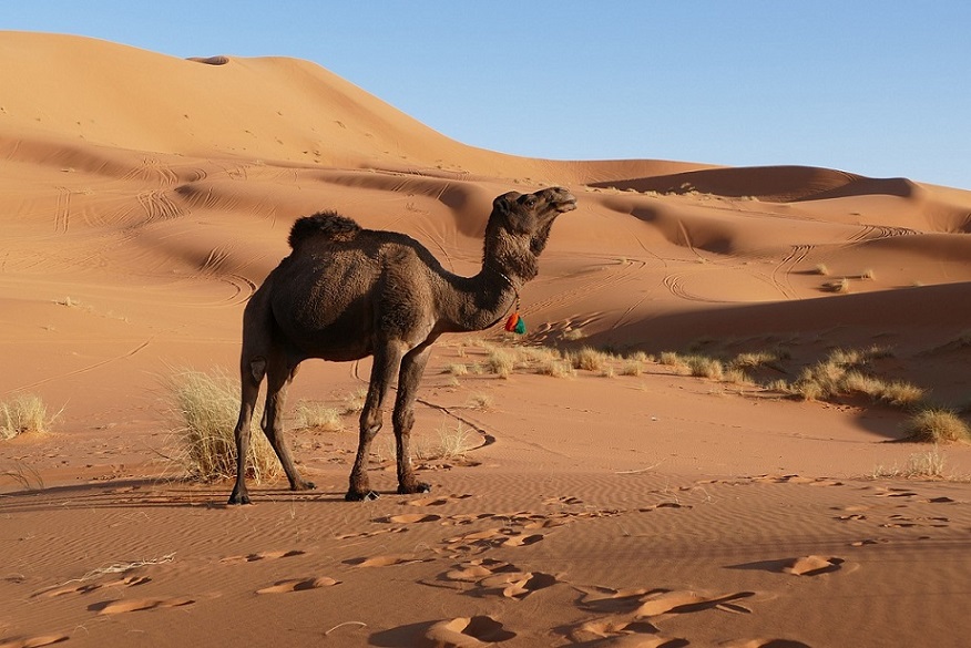 사막-낙타-모래-투어-자연