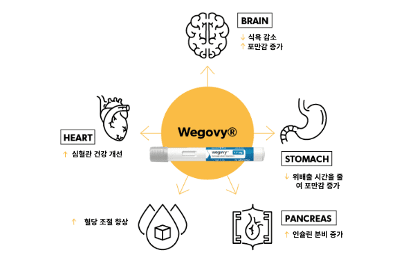 위고비 작용원리에 대한 사진