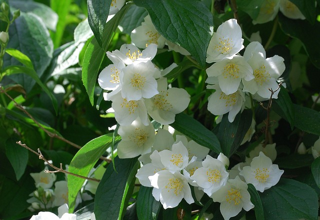 Mock Orange