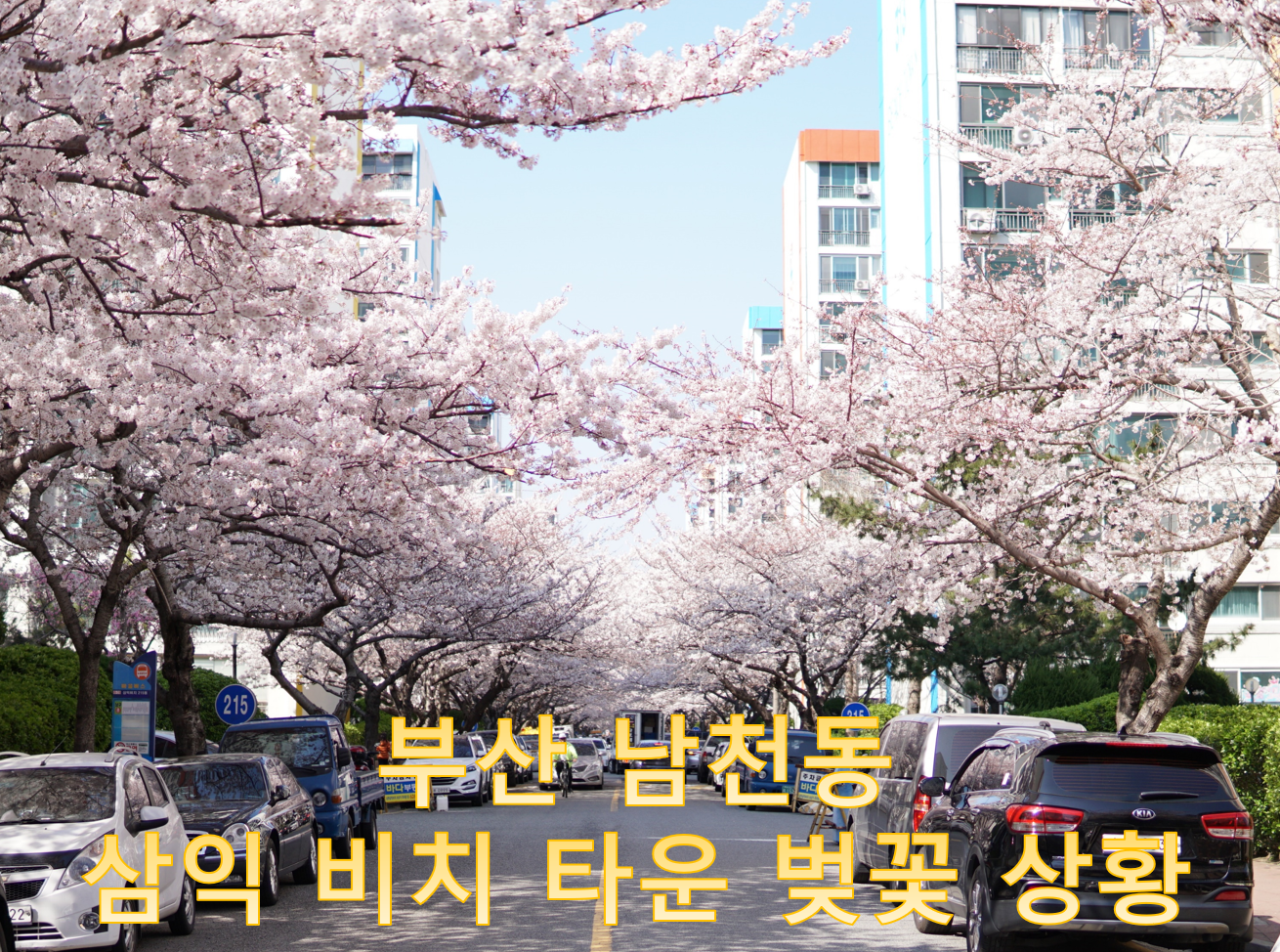  2020년 부산 벚꽃 명소 삼익비치 실시간 현재 상황 - 내리는 비가 야속한 벚꽃 절정