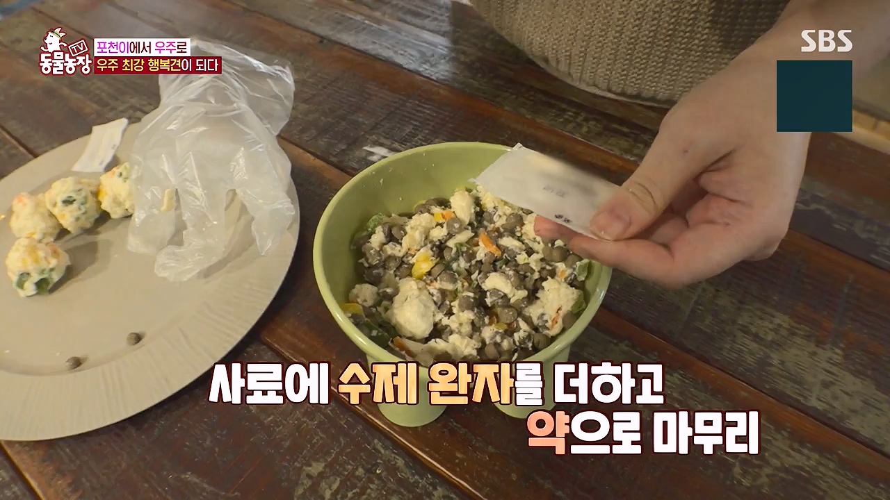 TV 동물농장.E1137.230911p-NEXT.mp4_20230910_183229.092.jpg