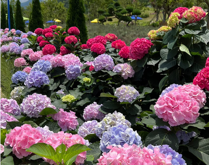 강진군 수국축제